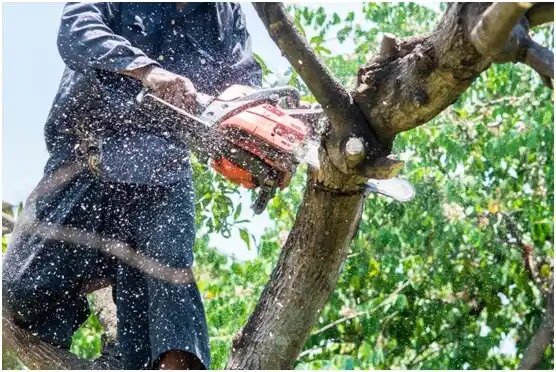 tree services Fullerton